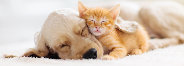 Un chiot et un chaton dorment ensemble